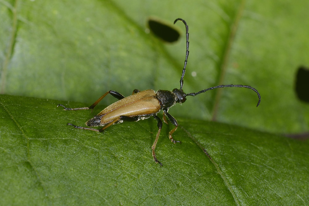 Stictoleptura rubra, Cerambycidae